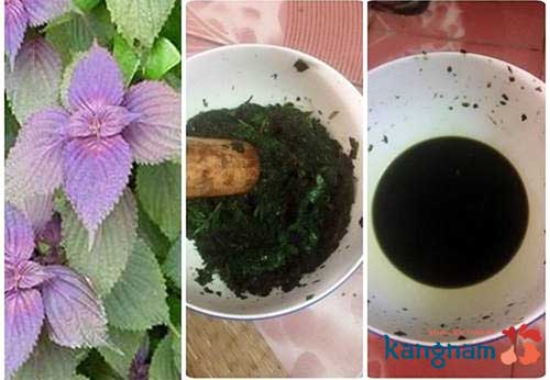 Tẩy mụn thịt bằng lá tía tô cách chữa mụn thịt quanh mắt