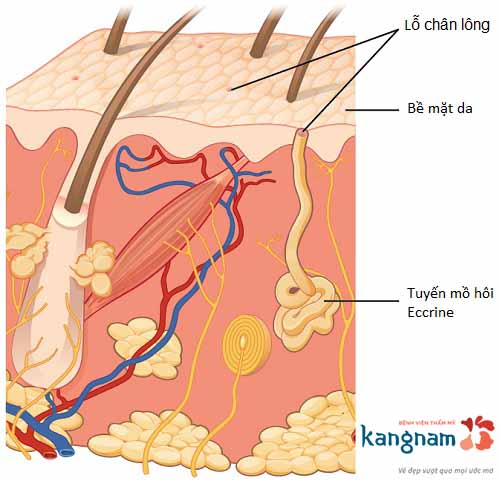 Nguyên nhân gây mụn thịt là gì? Chia sẻ các cách chữa mụn thịt quanh mắt hiệu quả