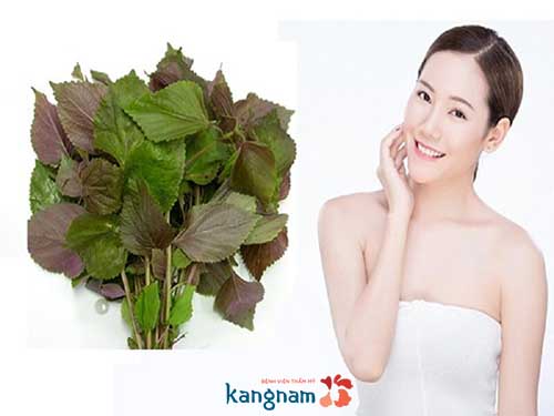 Lá tía tô là phương pháp tự nhiên trị mụn thịt hiệu quả trị mụn thịt bằng phương pháp tự nhiên