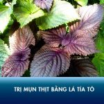 Hướng dẫn 3 cách trị mụn thịt bằng lá tía tô đơn giản tại nhà ai cũng làm được