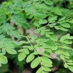 Mặt nạ chùm ngây - Bài thuốc dân gian trị nám da hiệu quả ít ai biết!