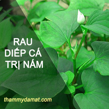 Bí quyết trị nám bằng mặt nạ rau diếp cá cực hiệu quả có thể bạn chưa biết