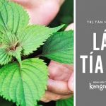 Cách trị nám tàn nhang bằng lá tía tô như thế nào để đạt hiệu quả cao?